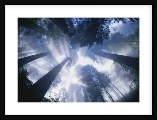 Sun Breaking through Redwood Canopy by Anonymous