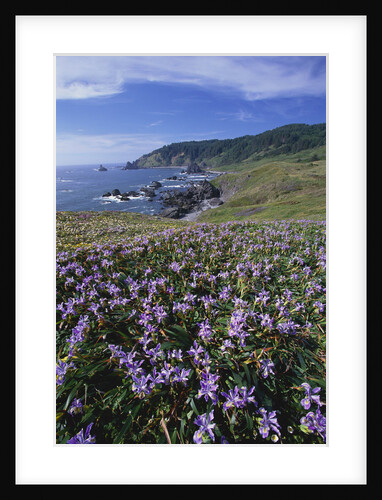 Oregon Coast and Douglas Iris by Anonymous