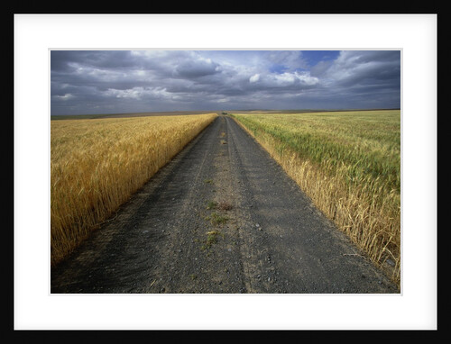 Gravel Road Passing Through Wheat Field by Anonymous