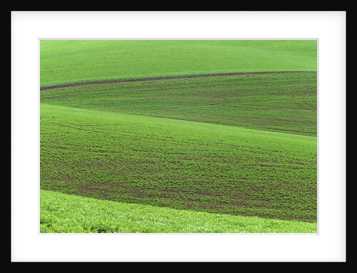 Pea Fields by Anonymous