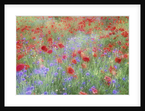 Field of Red Poppies and Bachelor Buttons by Anonymous