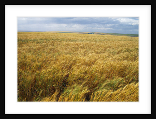 Wheat Blowing in the Wind by Anonymous