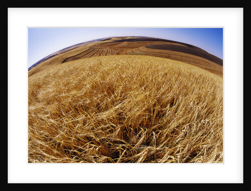 Barley at Harvest Time near Dusty, Eastern Washington. by Anonymous