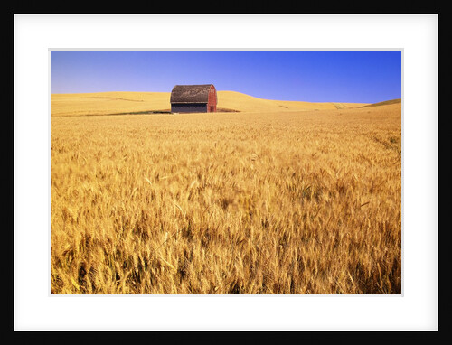Old Barn in Wheat Field, Eastern Washington by Anonymous