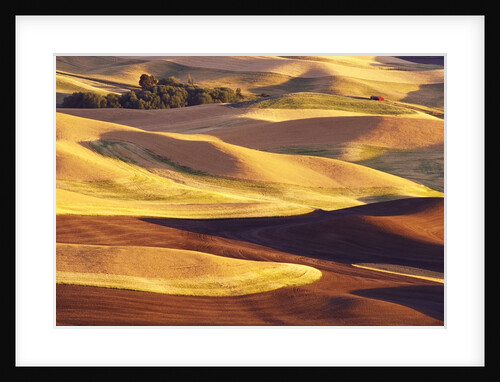 Rolling Wheat and Fallow Fields by Anonymous