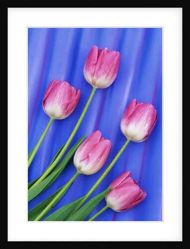 Pink Tulips with Blue Backdrop by Anonymous