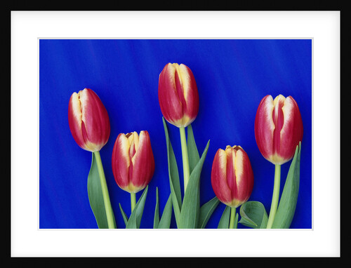 Tulips with Blue Backdrop by Anonymous