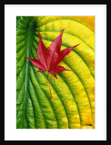Japanese Maple Leaf on a Hosta Leaf by Anonymous