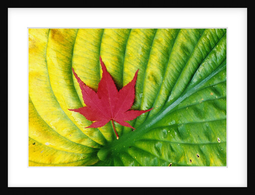 Japanese Maple Leaf on a Hosta Leaf by Anonymous