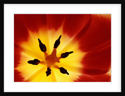 Red and Yellow Tulip Close-Up by Anonymous