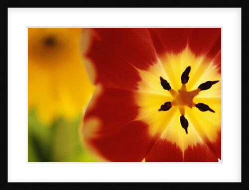 Red and Yellow Tulip Close-Up by Anonymous