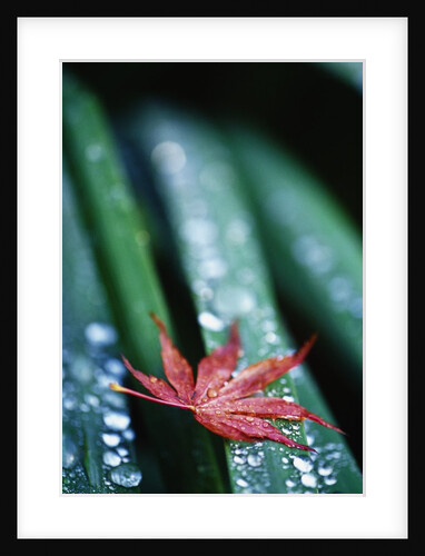 Dew Drops on Japanese Maple Leaf by Anonymous
