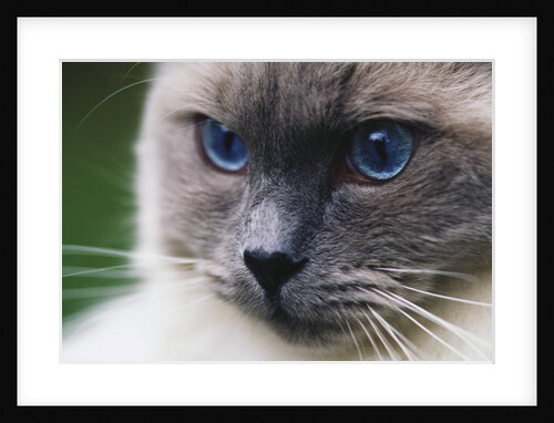 Ragdoll Cat with Bright Blue Eyes by Anonymous