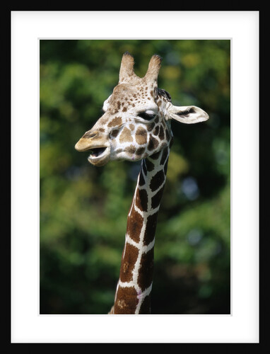 Reticulated Giraffe at Detroit Zoo by Anonymous