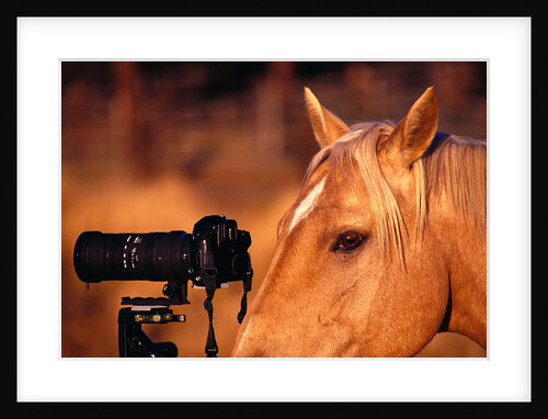 Horse Peering through Camera by Anonymous
