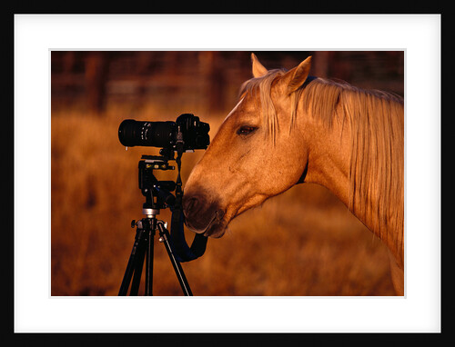 Horse Peering through Camera by Anonymous