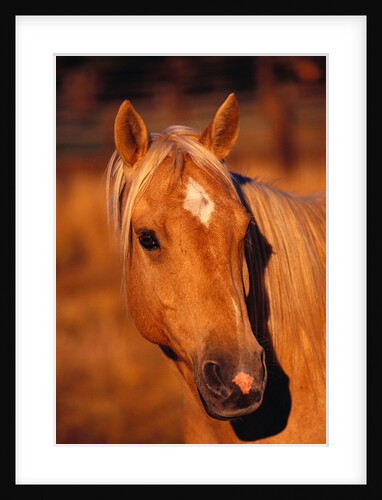 Diamond Marking Horse's Forehead by Anonymous