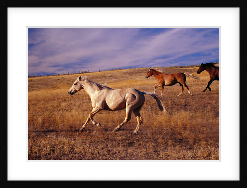 Horses Galloping in Field by Anonymous