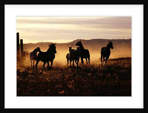 Horses on the Run by Anonymous