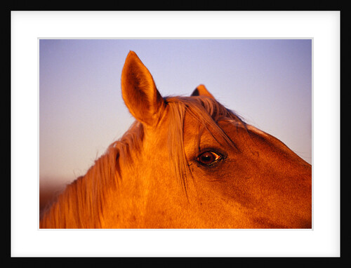 Horse's Eye by Anonymous