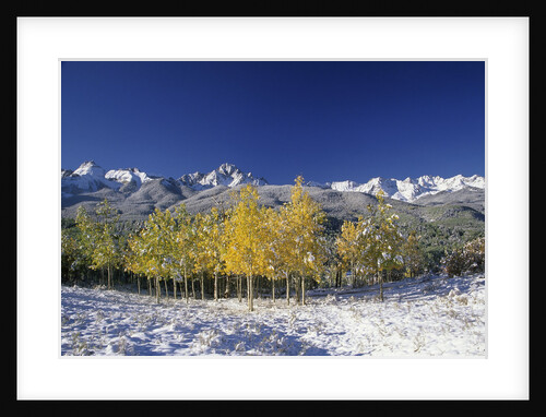 Aspens and the San Juan Mountains by Anonymous