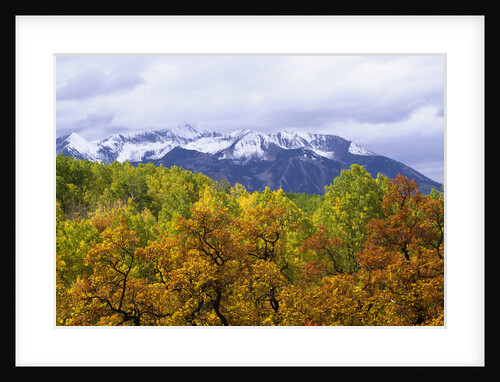 Oaks and Aspens Along Kebler Pass by Anonymous