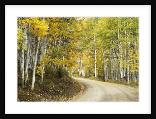 Aspens Lining Kebler Pass Road by Anonymous