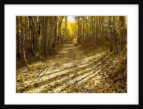 Aspens Lining Kebler Pass Road by Anonymous