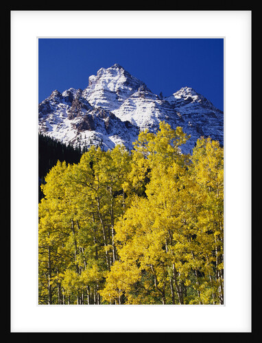Aspen Grove and Maroon Bells by Anonymous