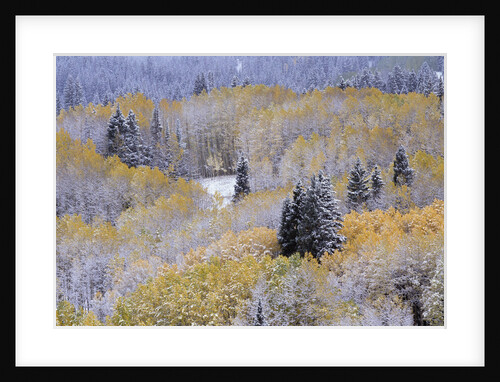 Aspens and Firs Blanketed with Snow by Anonymous