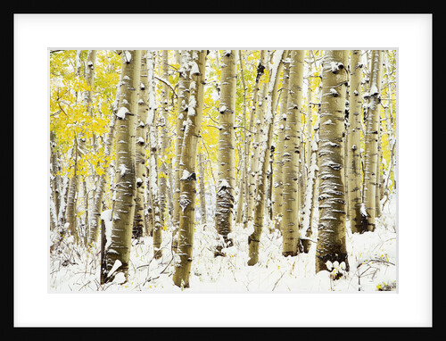 Aspen Grove in Winter by Anonymous