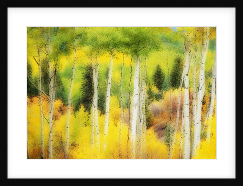 Forest of Aspens and Firs Along Kebler Pass by Anonymous