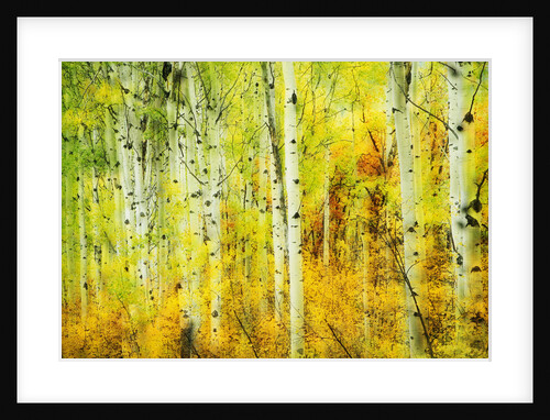 Forest of Aspens Along Kebler Pass by Anonymous