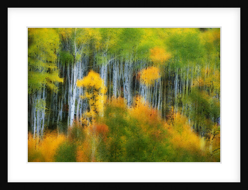Aspen Grove Along McClure Pass by Anonymous