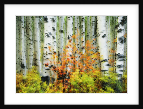Aspen Grove Along McClure Pass by Anonymous