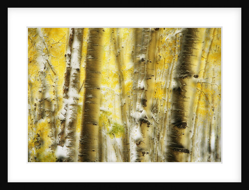 Aspen Grove Blanketed with Snow by Anonymous