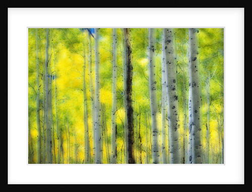 Aspen Grove in Autumn by Anonymous