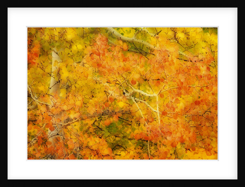 Aspen Foliage in Autumn by Anonymous