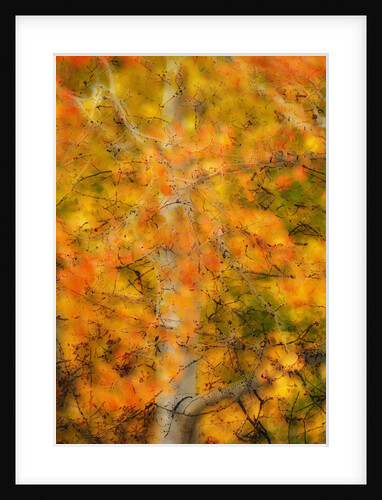 Aspens in Autumn by Anonymous