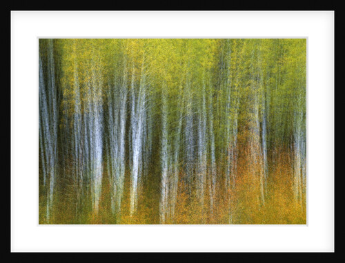 Aspen Grove Lining McClure Pass by Anonymous