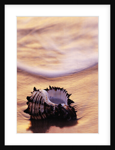 Seashell in Florida Surf by Anonymous