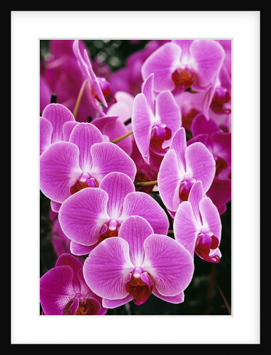 Pink Orchids by Anonymous