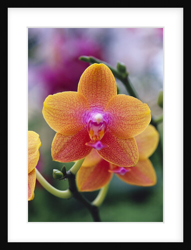 Orange and Yellow Orchid by Anonymous