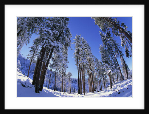 Ponderosa Pines in Winter by Anonymous