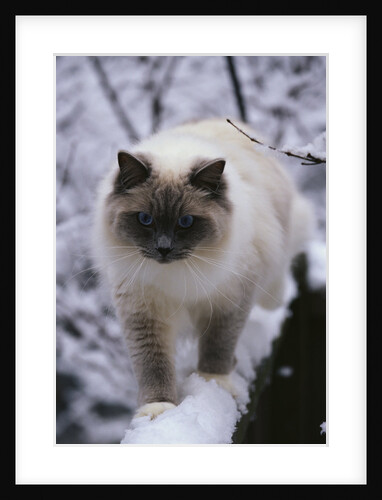 Ragdoll Cat Outside by Anonymous