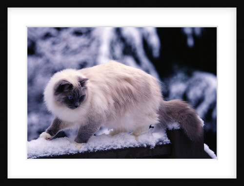 Ragdoll Cat on Fence by Anonymous