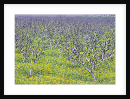 Almond Grove and Wild Mustard Plants by Anonymous