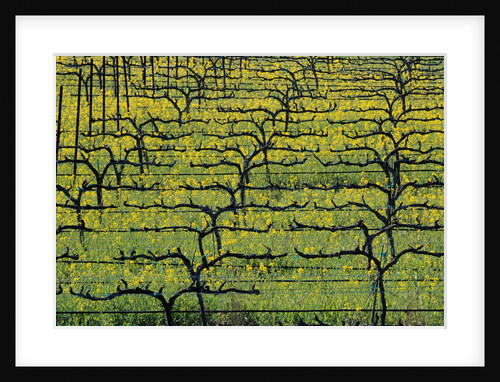 Sonoma Valley Vineyard by Anonymous