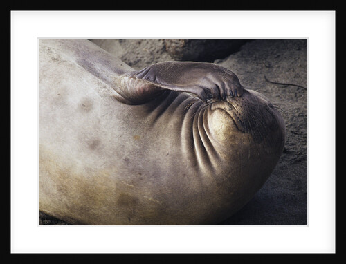 Elephant Seal Scratching by Anonymous
