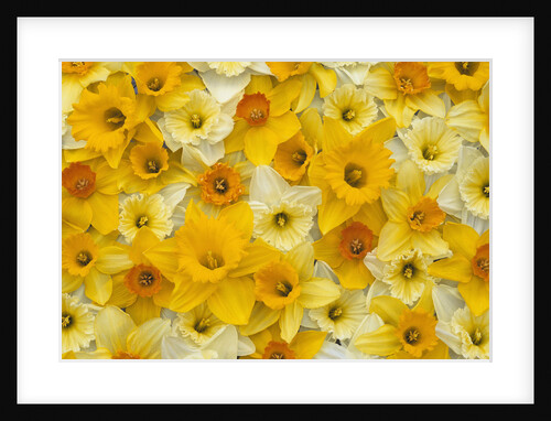 Blooming Daffodils by Anonymous